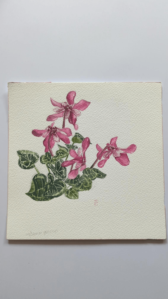 Cyclamen