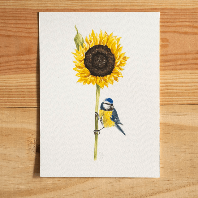 Aquarelle mésange bleue sur tournesol