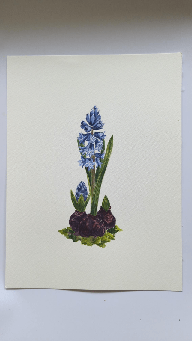 Jacinthe bleu
