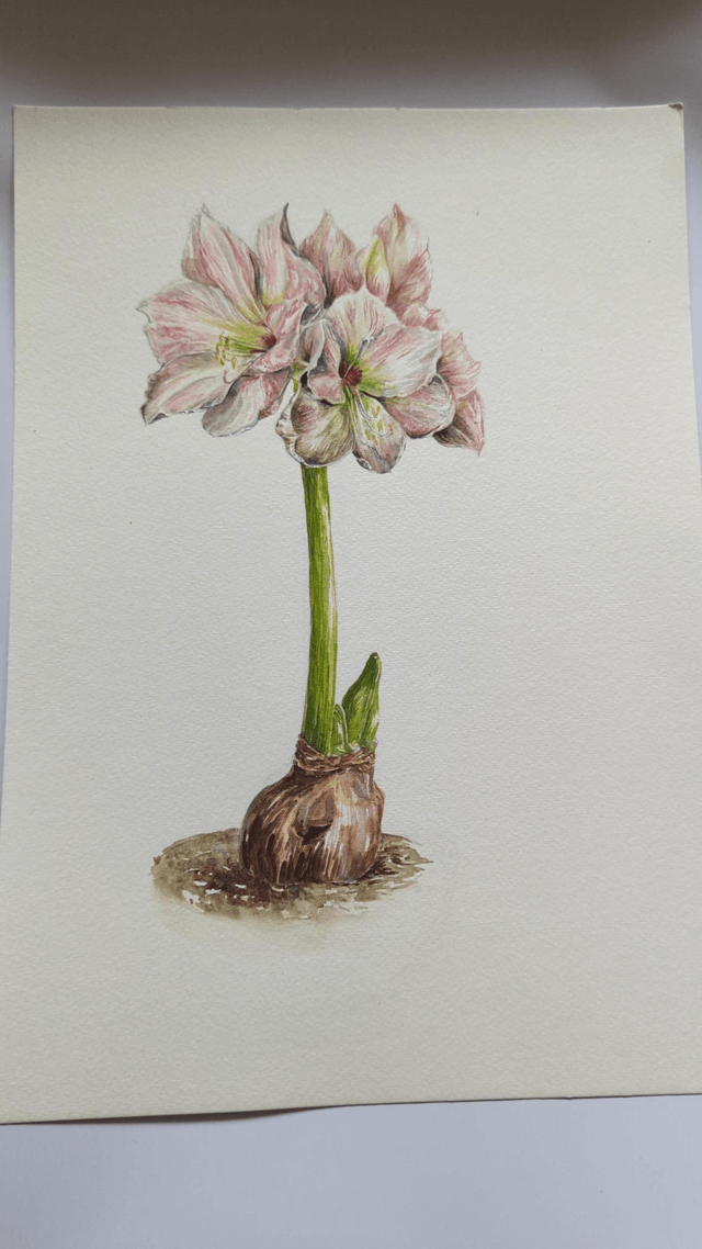 Amarilis