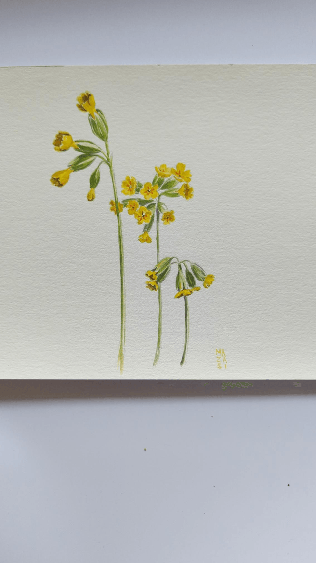 Fleur de coucou