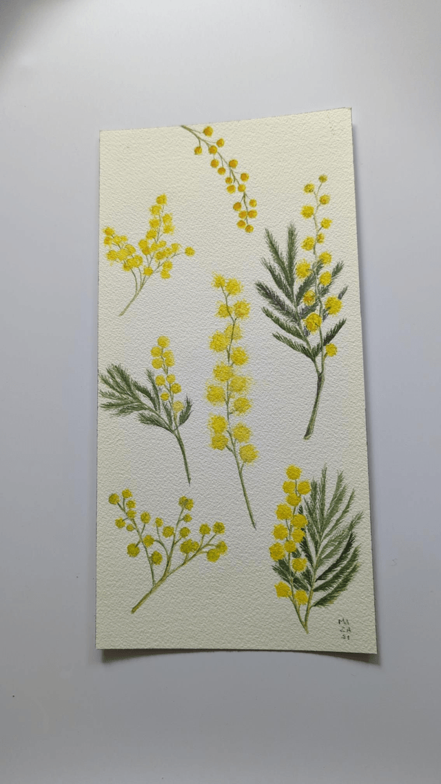 Mimosa