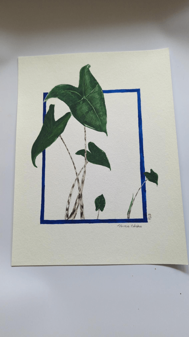 Alocasia zebrina