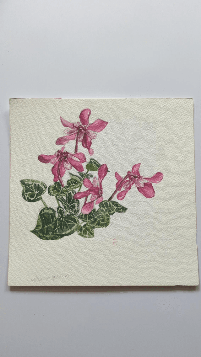 Cyclamen