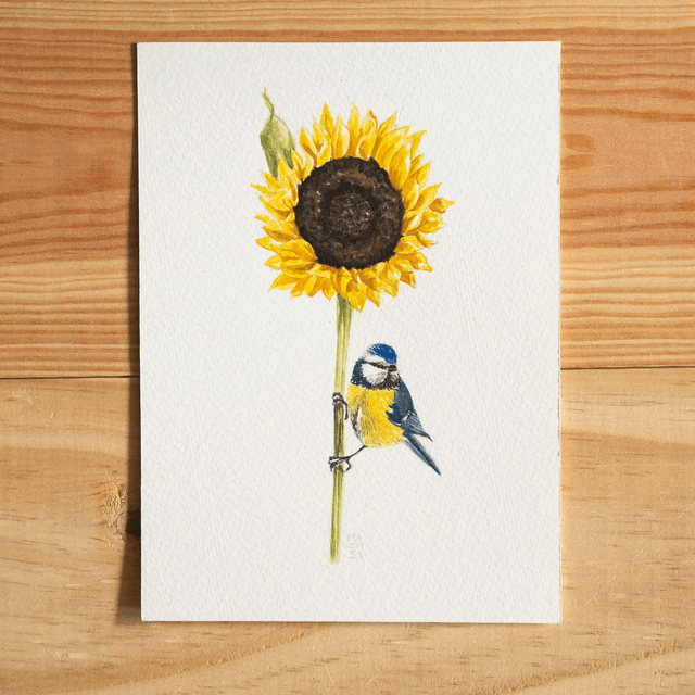Aquarelle mésange bleue sur tournesol