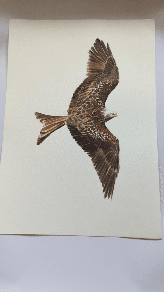 L&#039;aigle royal