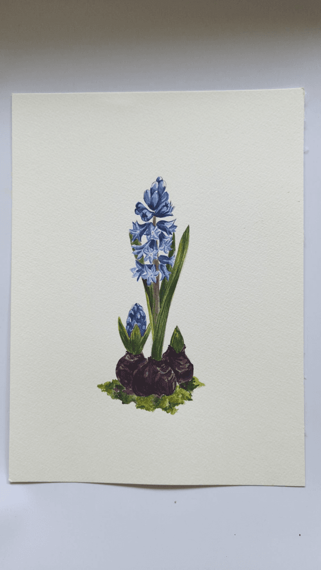 Jacinthe bleu