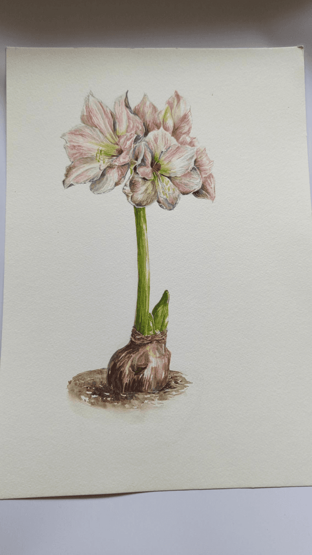 Amarilis