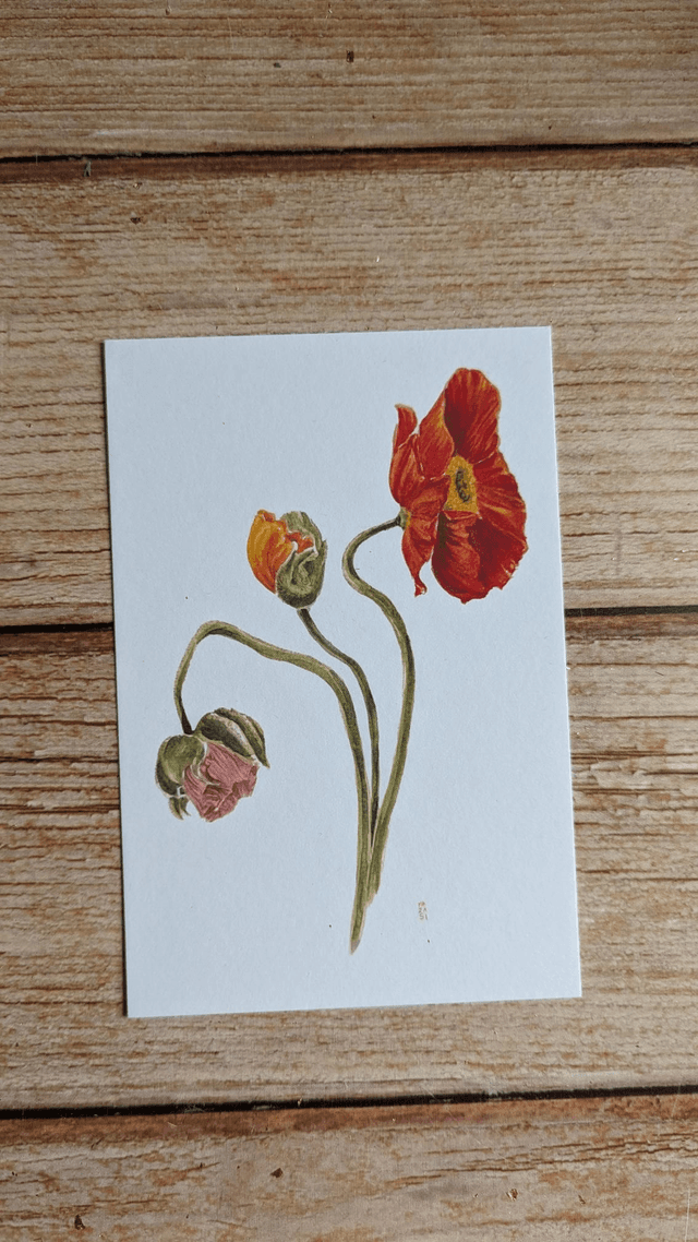 Fleurs de Pavot 