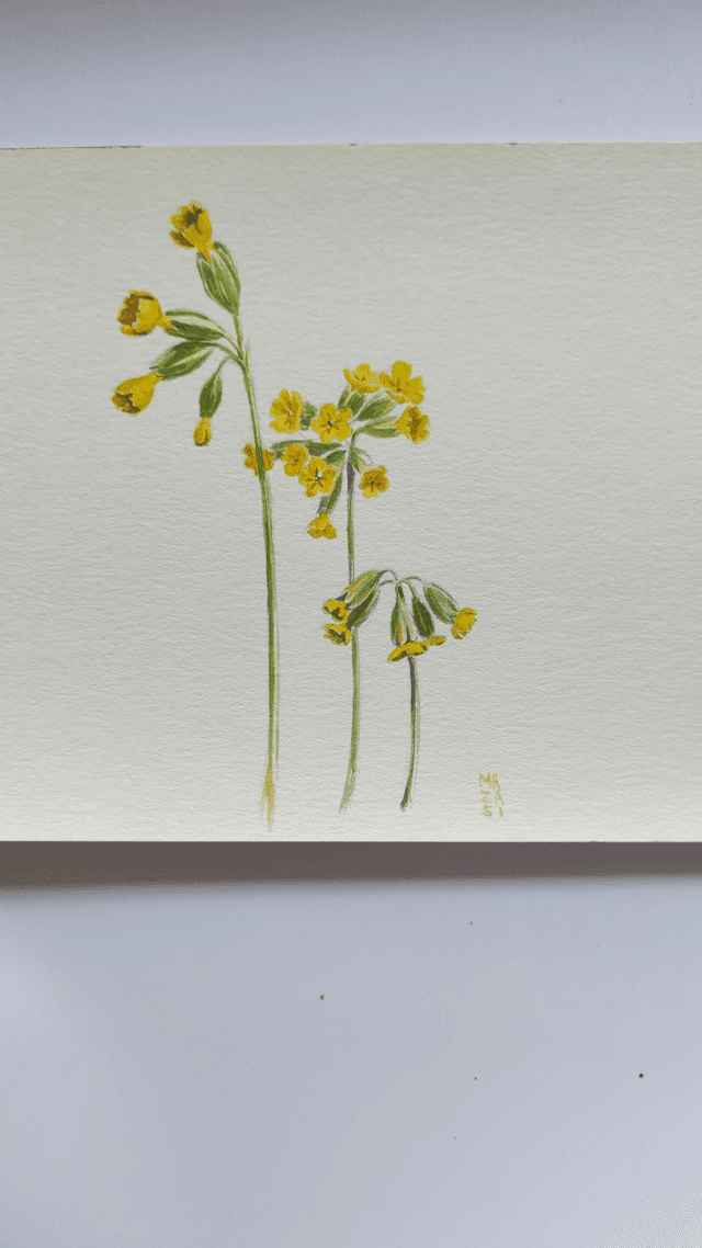 Fleur de coucou