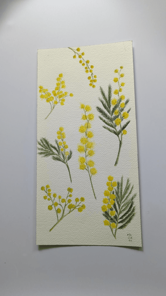 Mimosa