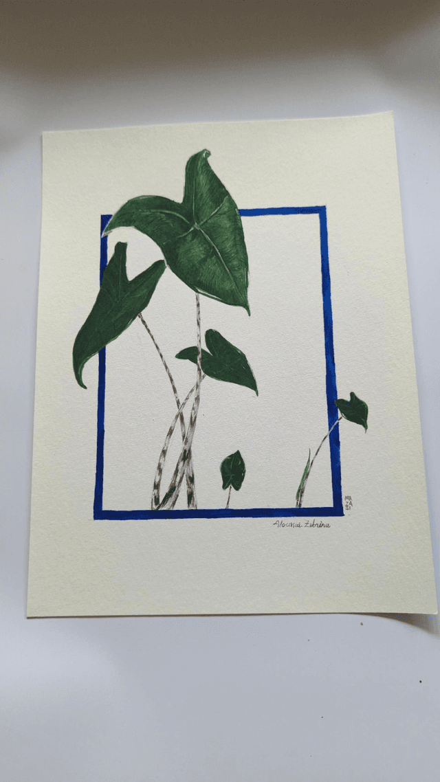 Alocasia zebrina